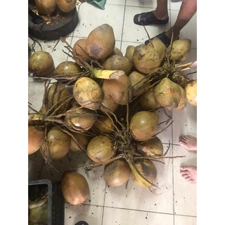 (Hoả tốc) DỪA XIÊM - DỪA TA Bến Tre.