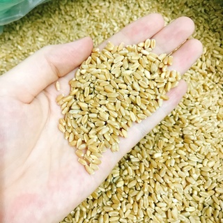 1kg Hạt giống cỏ lúa mì hữu cơ Hạt cho mèo