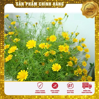 Hạt giống hoa cúc rủ LUCKY SEEDS