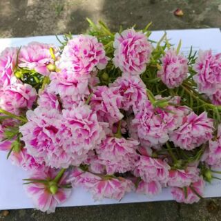 Vẻ đẹp hoa mười giờ