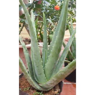 Nha đam mỹ ( cây đại cao 50cm ) 130k~230k