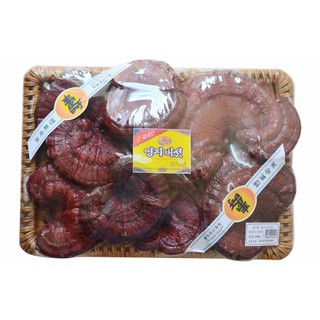 Nấm linh chi đỏ dạng khay Hàn Quốc