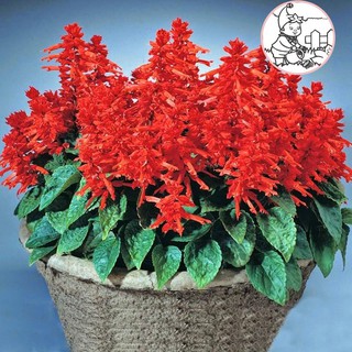 HẠT HOA XÁC PHÁO ĐỎ - GÓI 0,5 GRAM