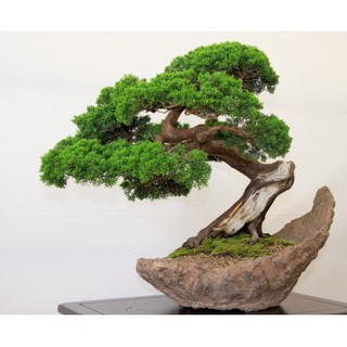Phân bón lá cao câp ROOT2