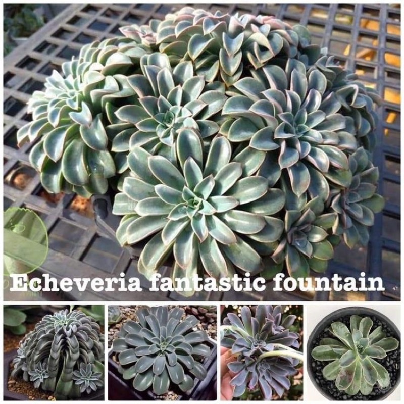 SEN ĐÁ Echeveria Fantastic Fountain