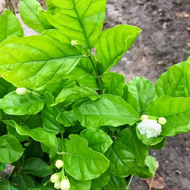 Cây hoa nhài ta - cây lài ta cao 25cm, cây hoa nở quanh năm, cây hoa cảnh trang trí sân vườn, ban công decor quán cafe