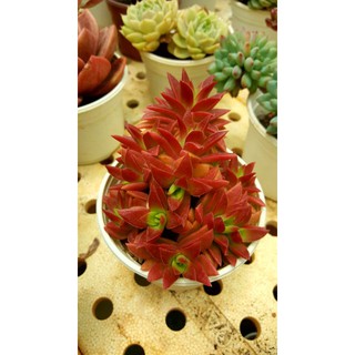 sen đá cổ thụ tứ phương tím Đà Lạt