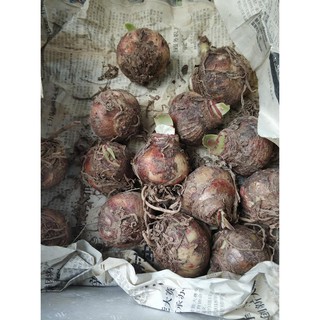 Củ lan huệ dễ trồng