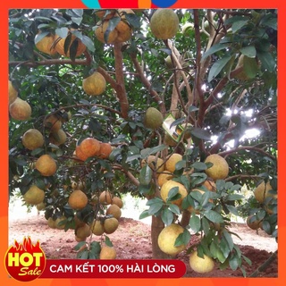 Cây Giống Bưởi Đường ( 3 Cây ) - Bưởi Đỏ Tân Lạc Ruột Đỏ Cây Ghép Ra Quả Sớm