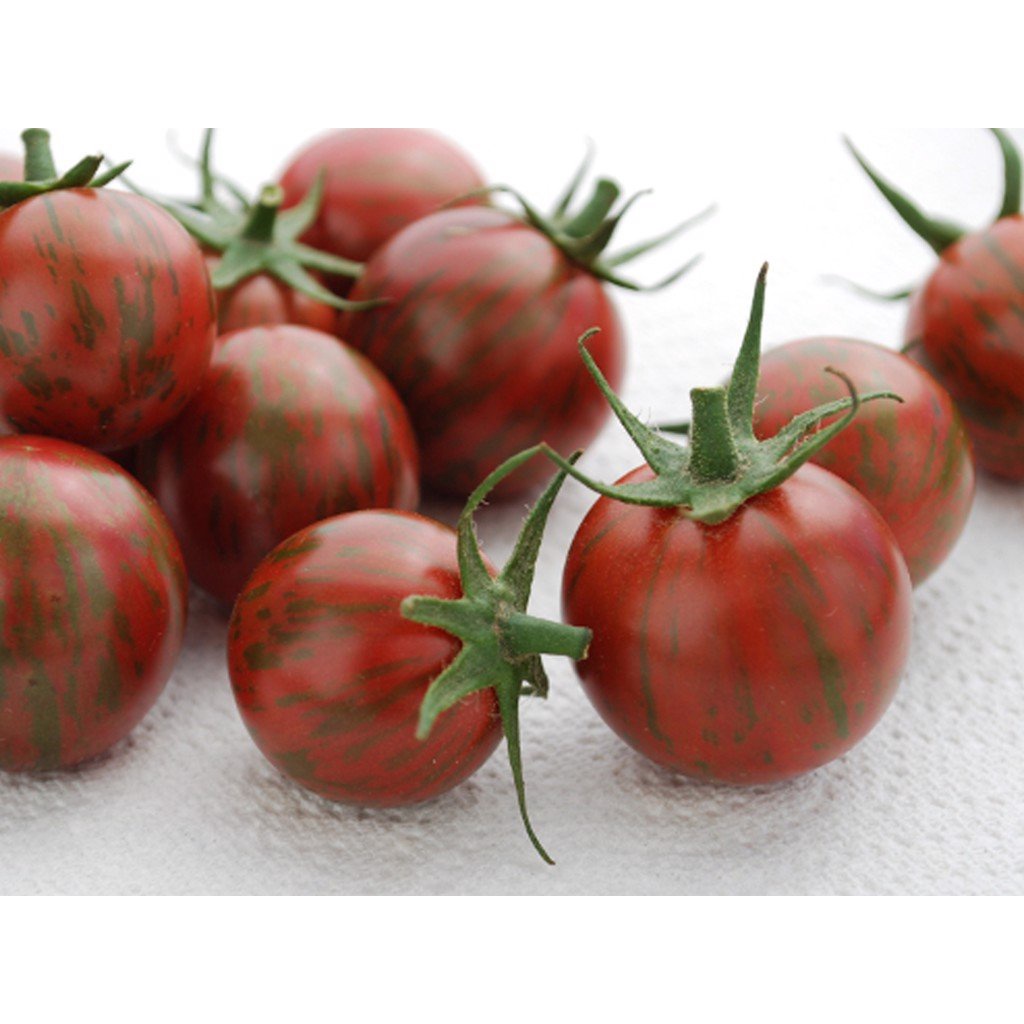 Hạt giống cà chua bi chocolate - rau củ quả trồng chậu, sân vườn ban công ngon giòn ngọt nảy mầm cao 3 hạt RADOCC