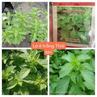 LÁ É TRẮNG THÁI LAN