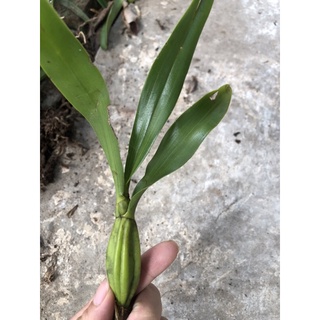 hoa lan vũ nữ vàng(1 cây) hoa tết
