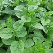Hạt giống rau mồng tơi