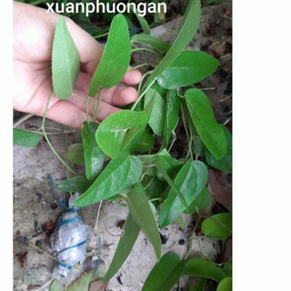 giống sương sâm đã có rễ