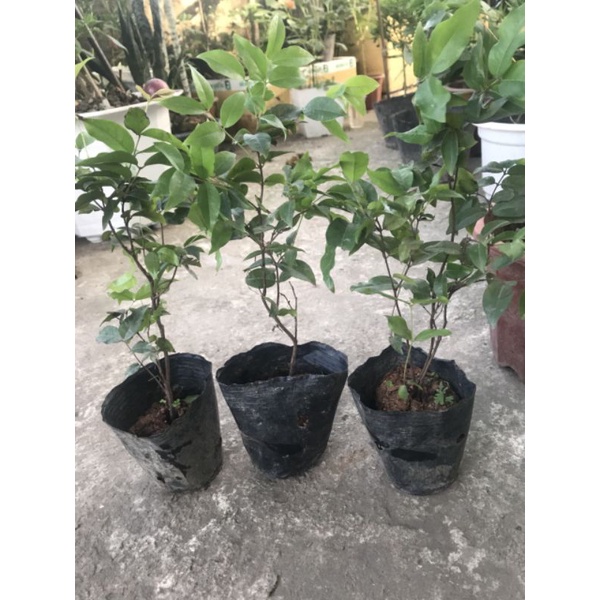Combo 5cây nho thân gỗ tứ quý lá to