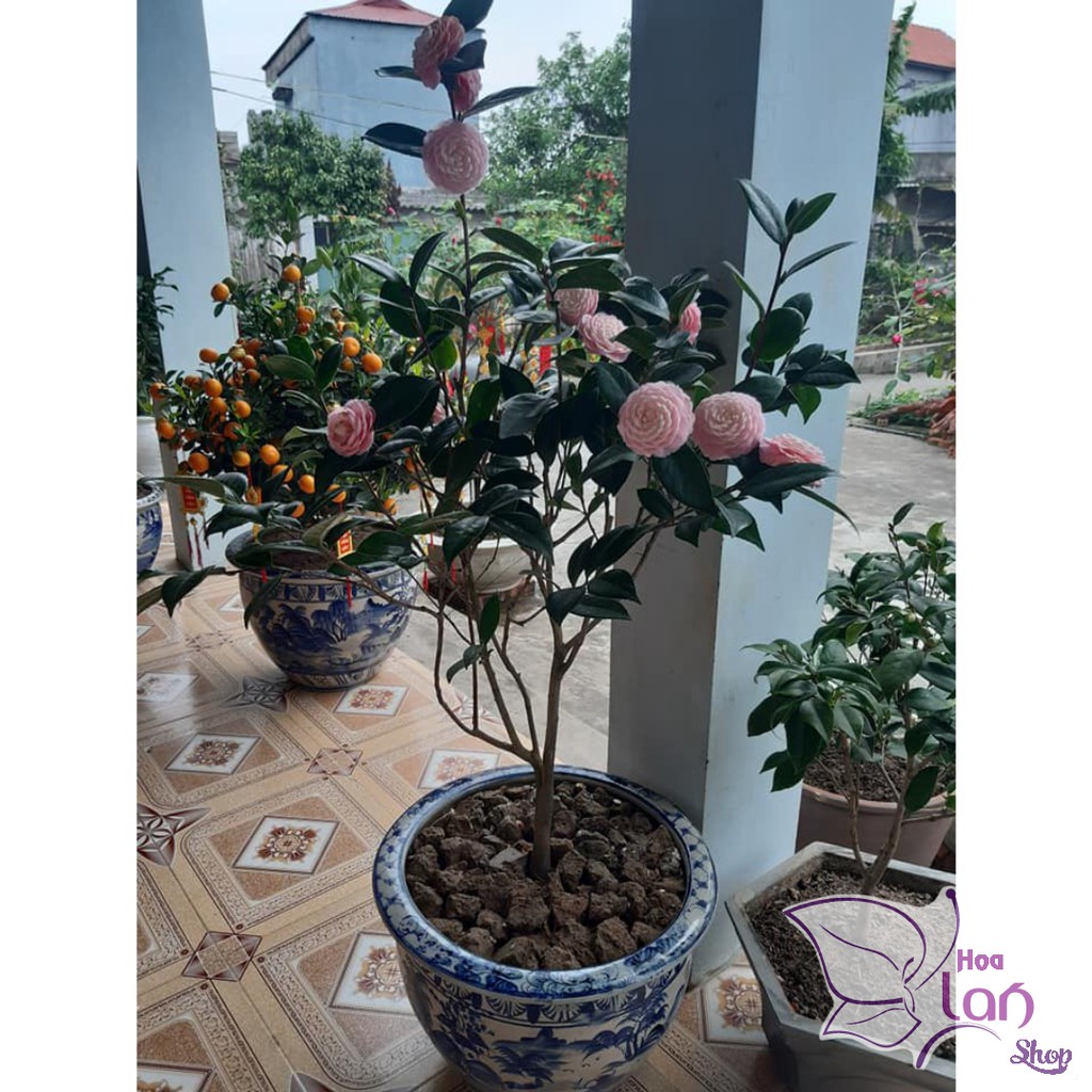 Trà My Cổ 🌸FREESHIP🌸 Tinh Hoa Trà Việt - Cung Đình Hồng [ Cây 4 Năm Tuổi ]