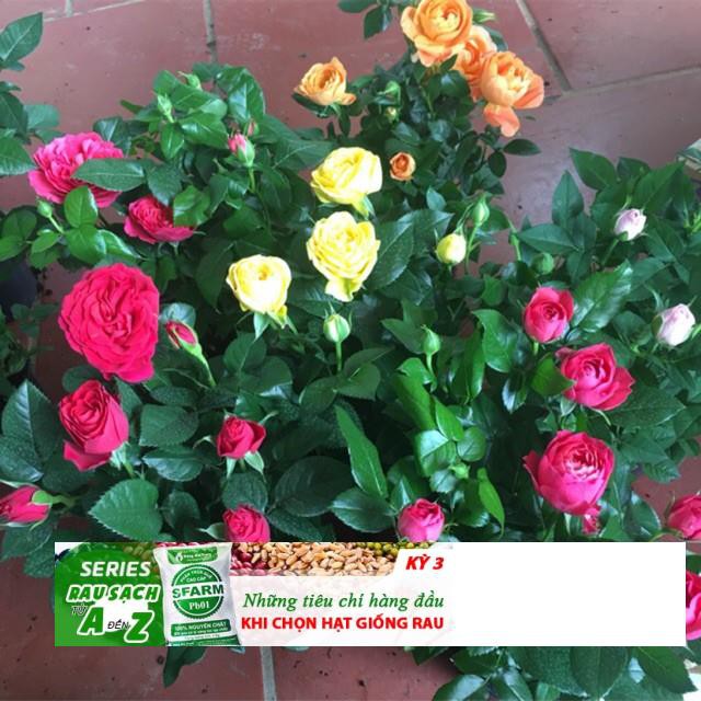 Gói 20 hạt Hoa hồng siêu nụ hoa - hoa đẹp ĐẾN MÙA TRỒNG TẾT