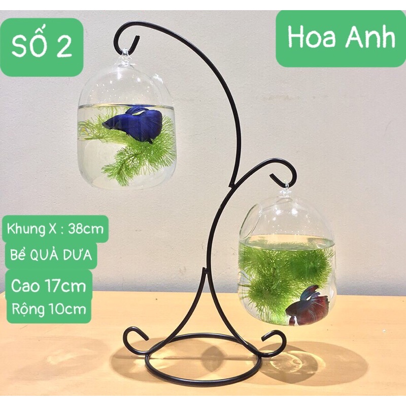 Bể cá mini CHỌN MẪU để bàn làm việc, bể cá treo trang trí -Tặng kèm phụ kiện .