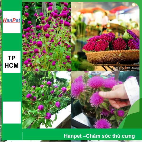 HCM- (HOA TRONG NHÀ) Hạt giống Bách nhật đỏ - Bách nhật Tím - Thuần hóa Phù hợp khí