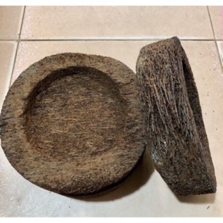 Dớn Dĩa Trồng Lan Phi 20 x dày 5cm - Dụng cụ Ghép Lan - Dĩa Trồng Lan - Dớn Ghép Lan - Dớn Bảng