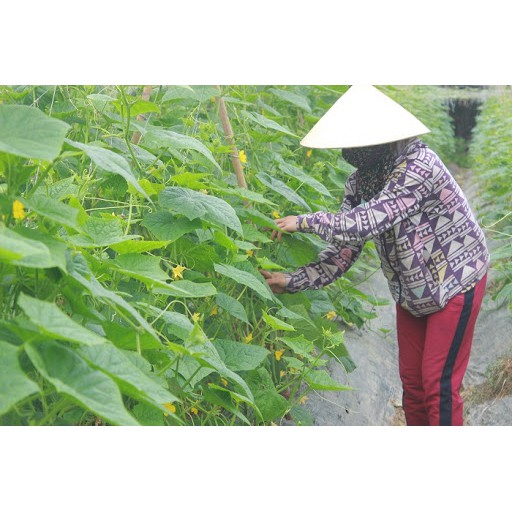 Phân bón lá 33-11-11 Phóng đọt nhanh Đâm chồi mạnh Phục hồi cây