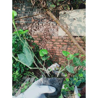 Cây lá lốt giống bầu 4.5 cây