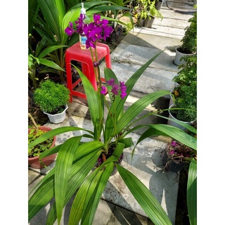 Lan chu đinh ( địa lan đỏ)