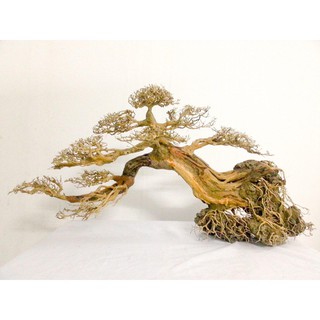 Cây Bonsai dáng huyền