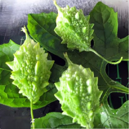 Đọt su + Khổ qua rừng tươi , chính gốc