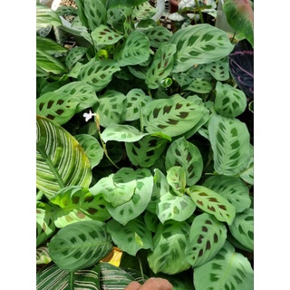 cây đuôi công Maranta leuconeura