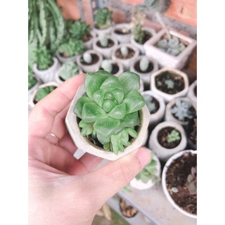 Sen đá Haworthia xanh (sen đá dạ quang)