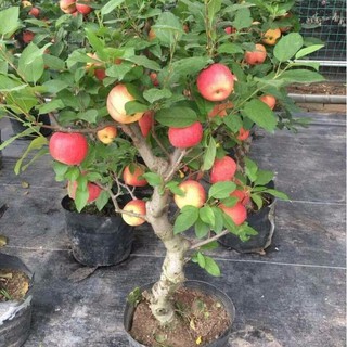 Hạt giống Táo Lùn Đỏ