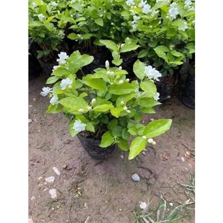 CÂY HOA NHÀI TA ( hoa laig kép ) cây cao 35-46cm ảnh thật ra hoa quanh năm thơm ngát