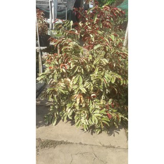 Cây Hồng Liễu hai da cẩm thạch( combo 10 cây)