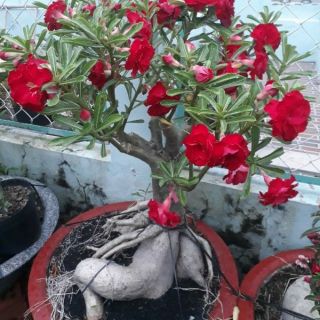 Hạt sứ thái cánh kép. Combo 30 hạt 75k