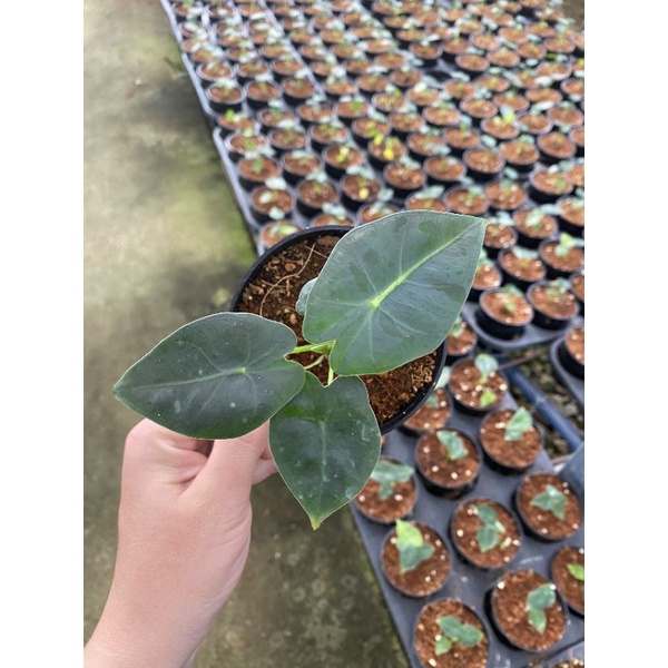 Chậu cứng Alocasia Frydek- Môn nhung con giá tốt, số lượng có hạn