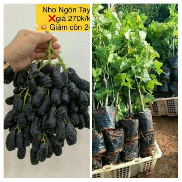 Giống nho ngón tay