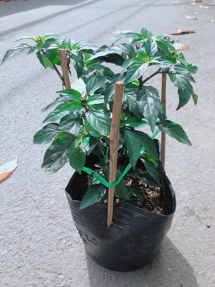 Bụi Ớt Tím