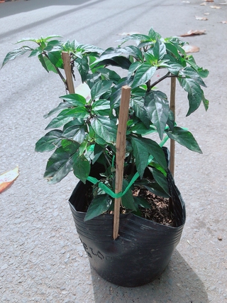 Bụi Ớt Tím