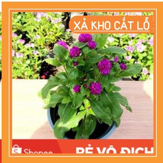 100 hạt hoa cúc bách nhật tím đậm