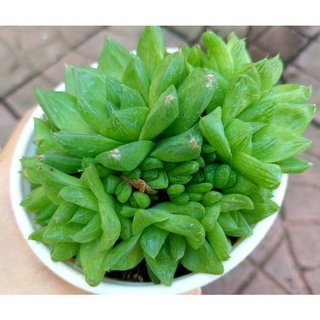 Sen đá ngọc bụi - hư 1 đổi 1- cây cảnh trang trí- hoa đá shop
