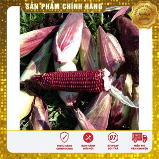 Hạt giống Ngô Nếp Tím dinh dưỡng ( gói lẻ 20 hạt)