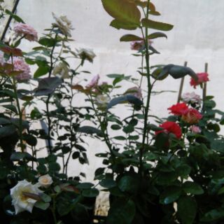 Com bo 3 chậu hồng Đà lạt trắng, hồng, cam tặng kèm vòi xịt tưới cây