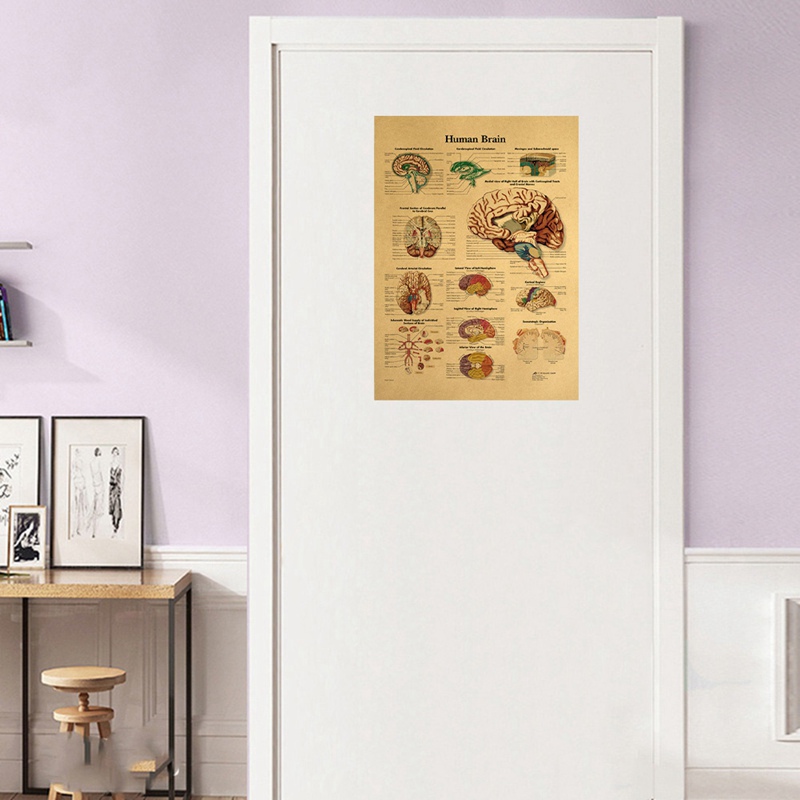 Poster Dán Tường Hình Cấu Tạo Cơ Thể Người Độc Đáo