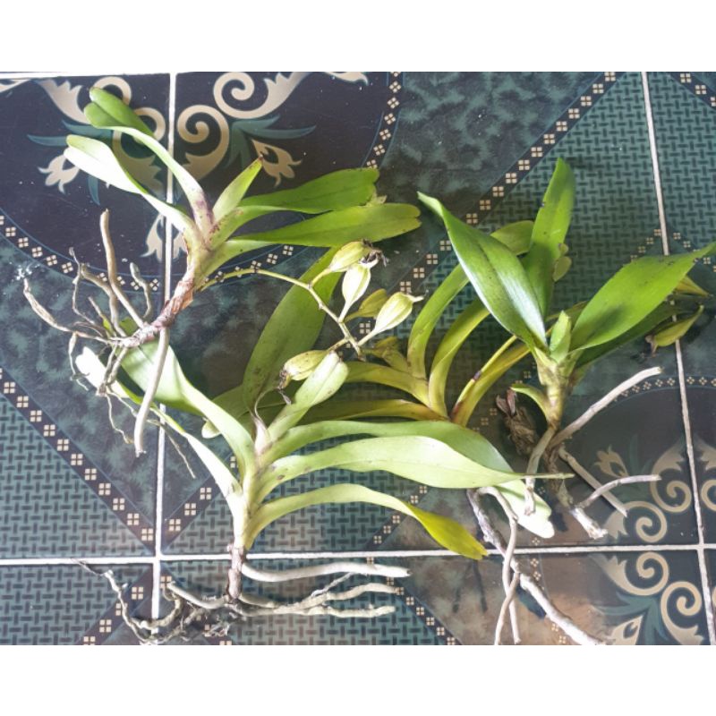 1 cây lan tam bảo sắc hoa vàng