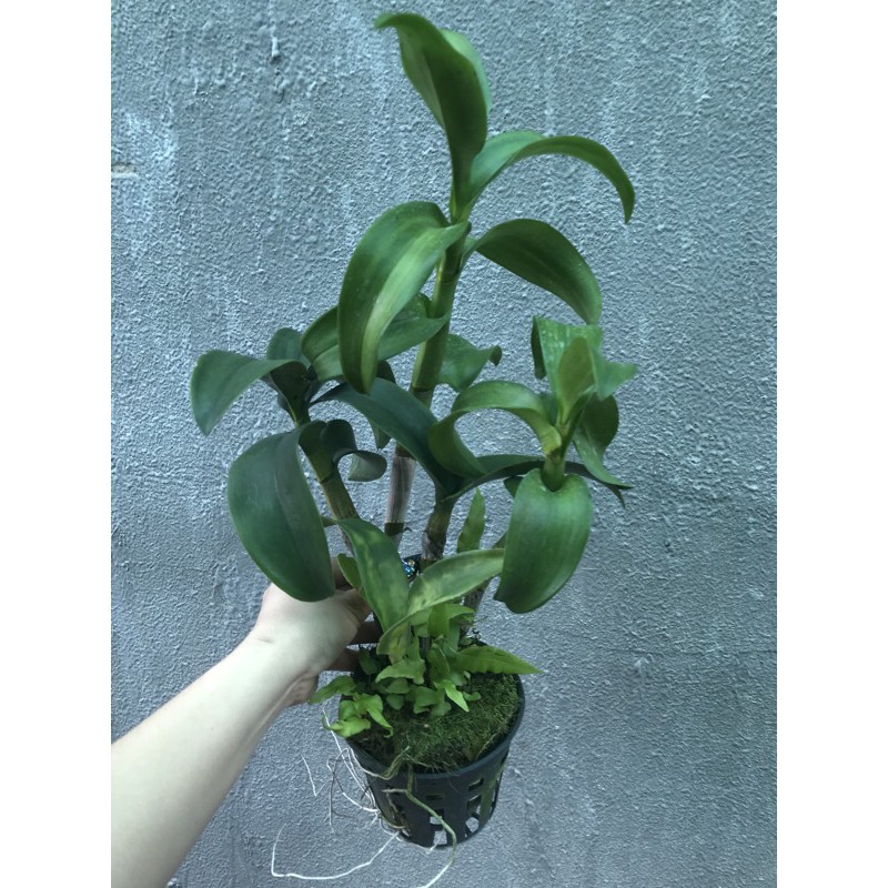 Thanh lý hoa Lan Denro cây khủng siêu to