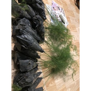 combo 20cây măng tây ươm bầu
