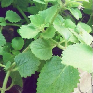 Cây giống Tần dầy lá _ húng chanh