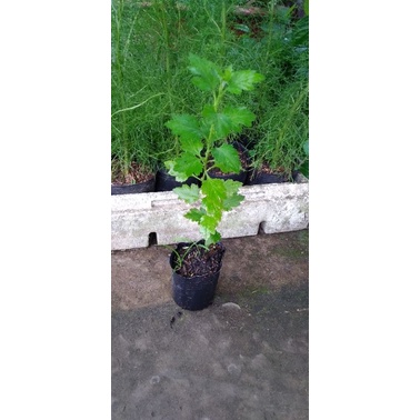 Cúc chi rũ làm trà