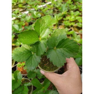 5 cây dâu tây Hana ổn định trong ly